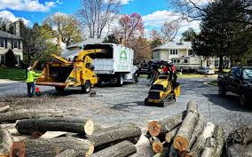 Best Root Management and Removal  in Richmond West, FL