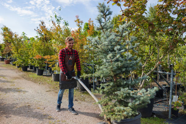 Best Tree Disease Treatment  in Richmond West, FL