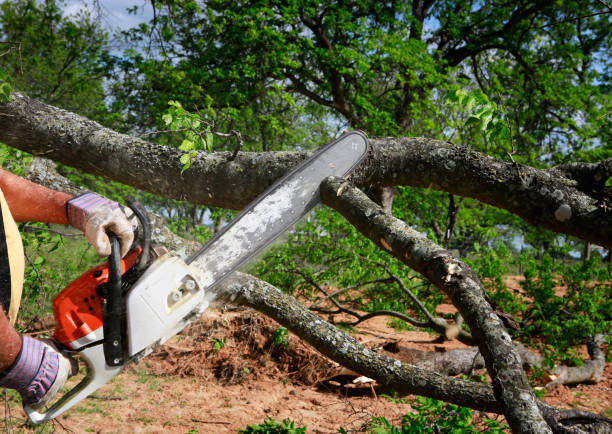 Best Emergency Tree Removal  in Richmond West, FL